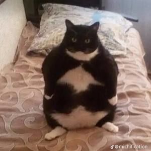 Meet your Posher, Olvo